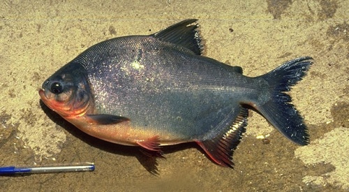 Piaractus brachypomus