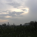 Calvary Cemetery, Queens, NYC