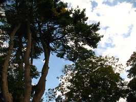 Ye Olde Coffey Grounds
