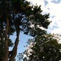 Ye Olde Coffey Grounds