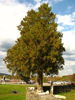 Ye Olde Coffey Grounds