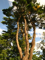 Ye Olde Coffey Grounds