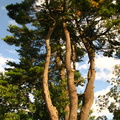 Ye Olde Coffey Grounds
