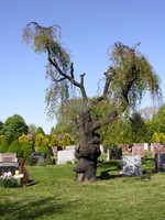 Flushing Cemetery