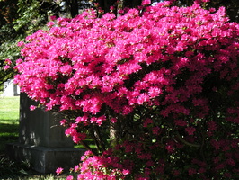 Flushing Cemetery