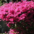 Flushing Cemetery