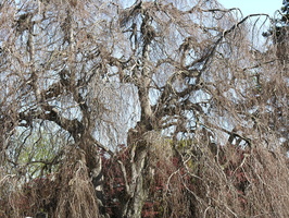 Flushing Cemetery