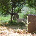 DSCN3124