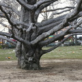 European Purple Beech Tree. Mt. Olivet Cemetery. Maspeth, Queens.