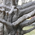 European Purple Beech Tree. Mt. Olivet Cemetery. Maspeth, Queens.