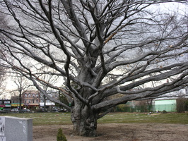 European Purple Beech Tree. Mt. Olivet Cemetery. Maspeth, Queens.