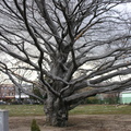 European Purple Beech Tree. Mt. Olivet Cemetery. Maspeth, Queens.