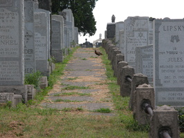 Mt. Zion Cemetery, Maspeth