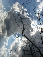 Mt. Zion Cemetery, Maspeth