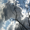 Mt. Zion Cemetery, Maspeth