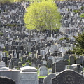 Mt. Zion Cemetery, Maspeth