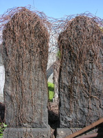 Mt. Zion Cemetery, Maspeth