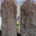 Mt. Zion Cemetery, Maspeth