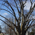 North Burial Ground. Providence, Rhode Island. March, 2013.