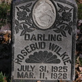 Rosebud Wilkie
