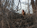 Roosters