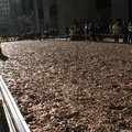 100,000,000 Pennies at Rockefeller Center