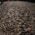 100,000,000 Pennies at Rockefeller Center