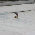 Astoria Pool Guy