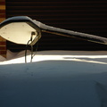 Basketball hoop, felled by the storm?