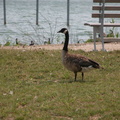 Meadow Lake