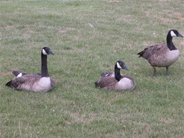 Meadow Lake