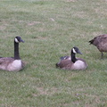 Meadow Lake