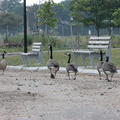 Meadow Lake