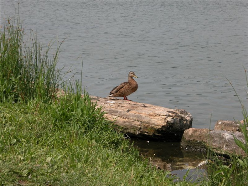 DSCN0226.jpg