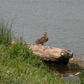 Meadow Lake