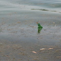 Meadow Lake