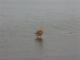Meadow Lake