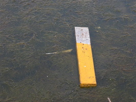Meadow Lake