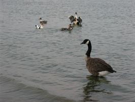 Meadow Lake
