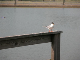 Meadow Lake