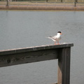 Meadow Lake