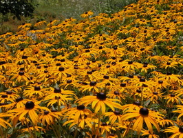 Queens Botanical Garden 