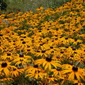 Queens Botanical Garden 