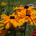 Queens Botanical Garden 