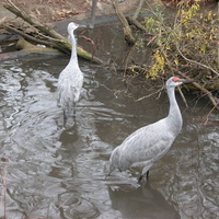 Queens Zoo