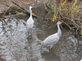 Animals at the Queens Zoo