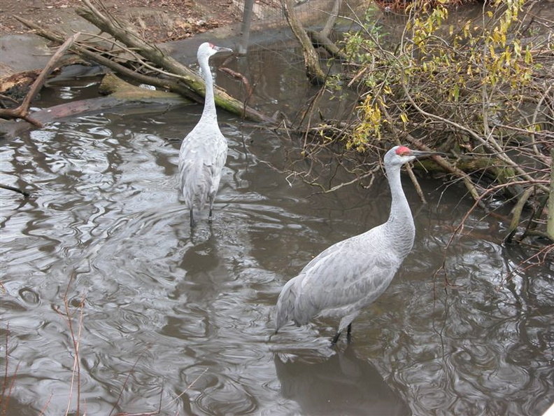 DSCN4431.jpg