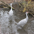 Animals at the Queens Zoo