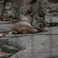 Animals at the Queens Zoo