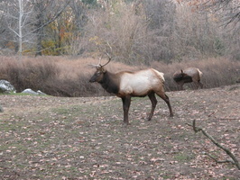 Animals at the Queens Zoo